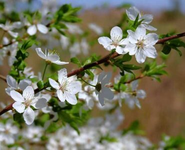 Using Native Plants to Attract Wildlife Image